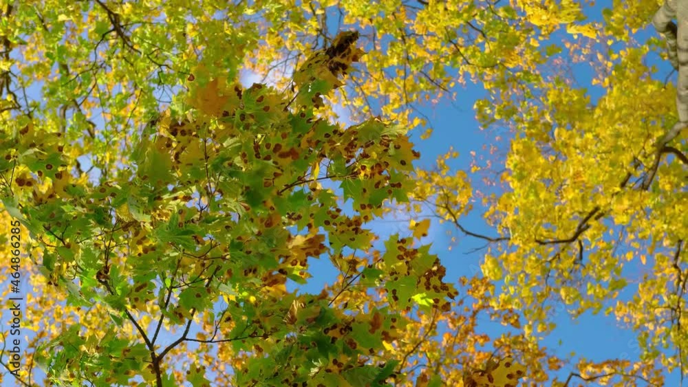 Canvas Prints autumn colorful leaves on the branches of a maple sway in the wind