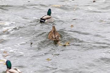 Wild duck in the lake water during a storm in autumn