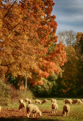 Autumn rural landscape : high trees with red leaves and a flock of sheeps grazing the grass under...
