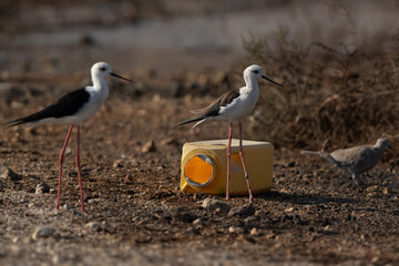 Black-winged Stilts and garbage dump, Bahrain