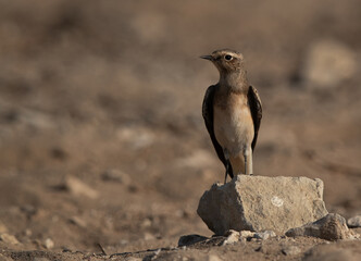 Pied wheatear perched on a rock, Bahrain