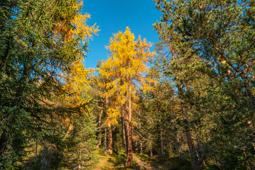 Magical nature in Dolomites at the national park Three Peaks (Tre Cime, Drei Zinnen) during sunset and golden Autumn, South Tyrol, Italy.