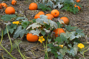 Obraz premium Kürbis auf dem Feld