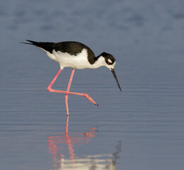 Black-necked stilt (Himantopus mexicanus) in tidal marsh, Galveston, Texas, USA.