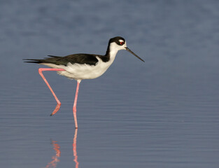 Black-necked stilt (Himantopus mexicanus) wading with reflection in quiet blue shallow water, Galveston, Texas, USA.