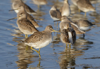 Flock of migrating short-billed dowitchers (Limnodromus griseus) taking rest at the Gulf coast, Galveston, Texas, USA