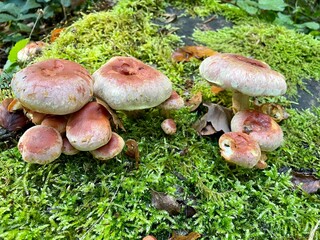 boletus edulis mushroom