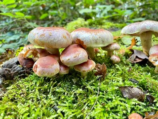 boletus edulis mushroom