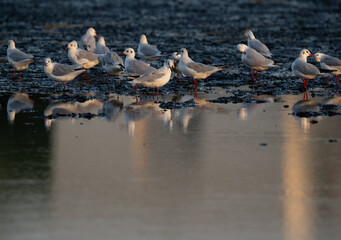 Black-headed gulls at Tubli bay in the morning, Bahrain