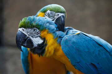 two parrots grooming