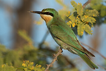 Closeup of a Blue-cheeked bee-eater perched on acacia tree, Bahrain