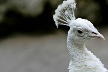 white pheasant