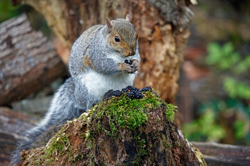 Naklejka na ściany i meble Grey squirrel in the woods eating blackberries