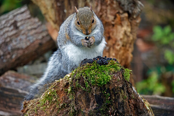 Grey squirrel in the woods eating blackberries