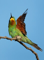 A beautiful Blue-cheeked bee-eater preening, Bahrain