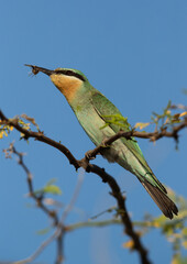 Blue-cheeked bee-eater with a catch, Bahrain