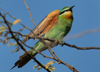 Blue-cheeked bee-eater preening while sitting on a tree, Bahrain