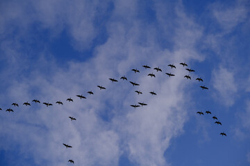 Nonnengänse fliegen hoch am Himmel