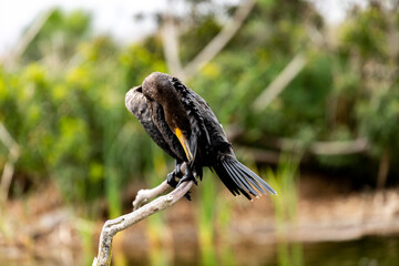 bird perched on tree cleanig