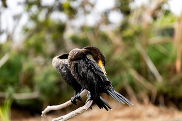 couple bird perched on tree cleanig