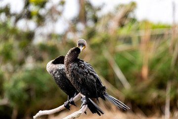 bird posed and looking at the camera