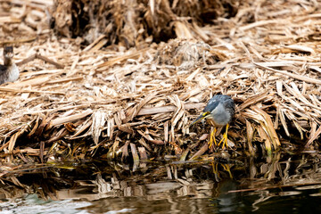bird small beak fishing in wetlands
