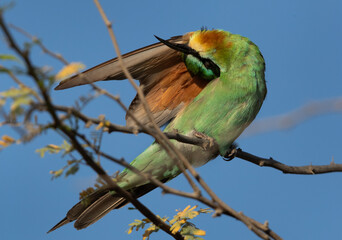 Blue-cheeked bee-eater preening while perched on a tree, Bahrain