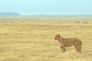 Lioness (Panthera leo) Scouring the Plains of Ngorongoro Crater, Tanzania