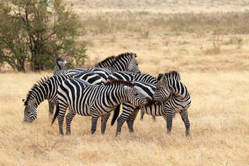 Fototapeta na wymiar Group of Grant's Zebra (Equus quagga boehmi) on the Savannah. Ngorongoro Crater, Tanzania