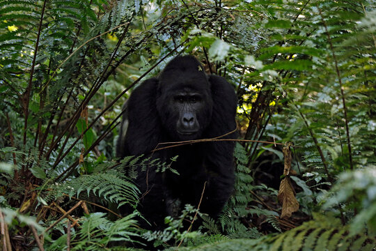 Silverback Gorilla (Gorilla beringei beringei) in Bwindi Impenetrable National Park, Uganda