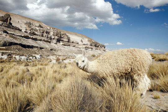 Llama (Llama glama) at Patahuasi. Salinas y Aguada Blanca National Reserve, Peru