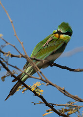 Blue-cheeked bee-eater preening, perched on a tree, Bahrain