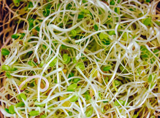 Macro of mix of various sprouts. Trendy vegan superfood. Microgreen for healthy eating.