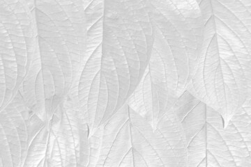 White   natural  leaves background
