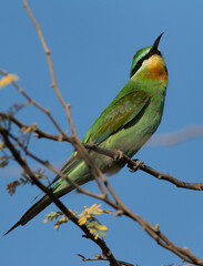 A beautiful Blue-cheeked bee-eater perched on acacia tree, Bahrain