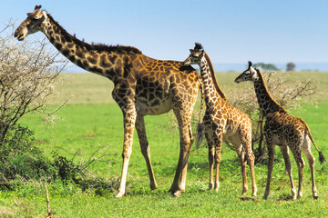 Naklejka na ściany i meble Girafe et Girafon Masaï, giraffa tippelskirchi Serengeti Afrique