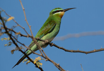 Portrait of a Blue-cheeked bee-eater perched on acacia tree, Bahrain