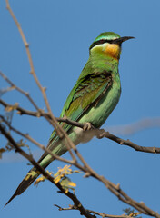 Blue-cheeked bee-eater perched on acacia tree, Bahrain