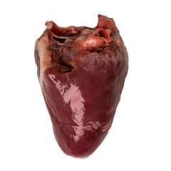 A large turkey heart with glare and vessels. Isolated.