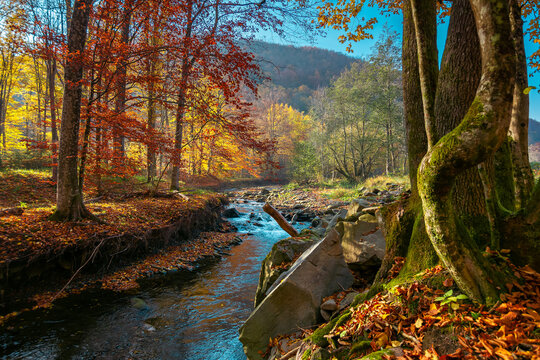 mountain river in the autumn forest. wonderful nature scenery in morning light. trees in colorful foliage and stones on the shore covered in fallen leaves. water flows down in the ravine