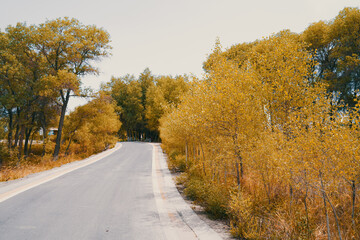 Fototapeta premium Autumn forest path with yellow leaves