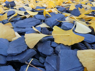 Gelbe Ginkgo-Blätter im Herbst
