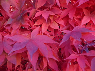 Rotes Laub im Herbst