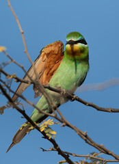 Blue-cheeked bee-eater perched on acacia tree raising its wing, Bahrain