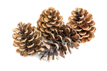 black pine cones on a white isolated background