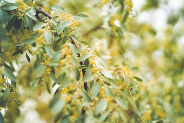 russian olive narrow flowers blooming in spring