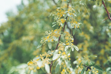 russian olive narrow flowers blooming in spring