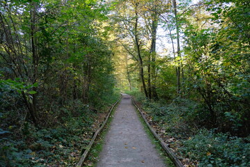 Obraz premium Chemin forestier