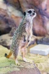 A sad meerkat dreams of being released. The animal is in captivity.