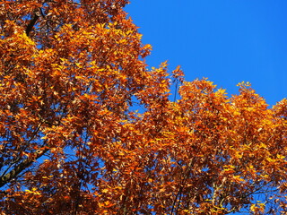 jesień, drzewa, liście